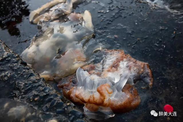夏家河里的它比河豚還要毒