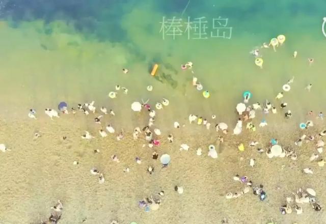 夏家河里的它比河豚還要毒
