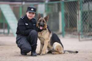 訓犬美女(美女生物生“變身”成為優(yōu)秀警犬訓導員)