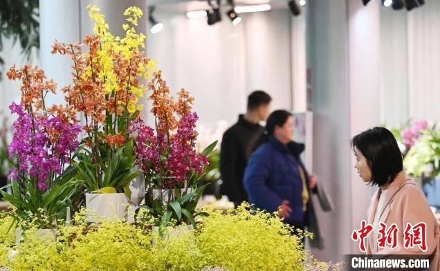 長三角年輕人陽臺花園種出“養(yǎng)成系”懶人年宵花