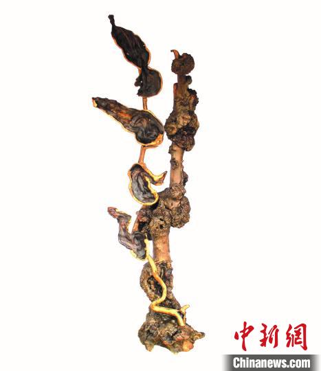 根藝大師的匠心堅(jiān)守：擇一事終一生