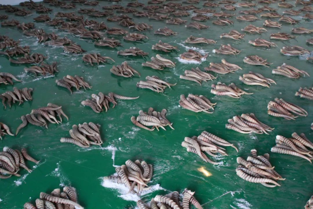 海關(guān)總署發(fā)布2024年打擊走私十大典型案例