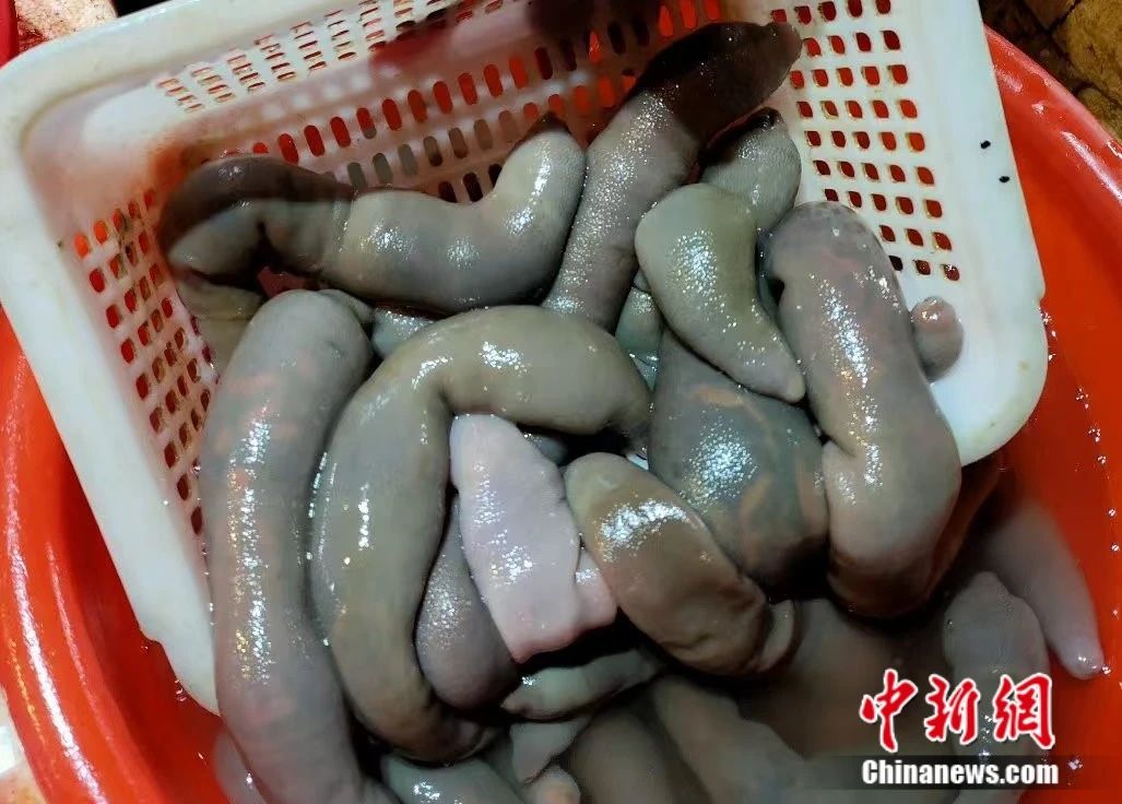 海腸撈飯，膠東年菜“新秀”
