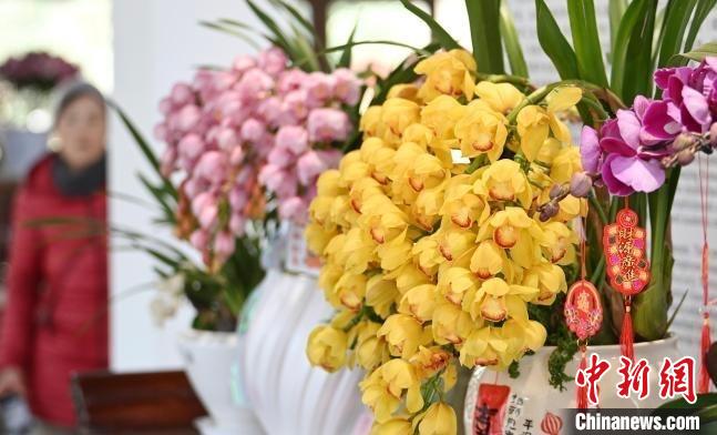 長三角年輕人陽臺花園種出“養(yǎng)成系”懶人年宵花