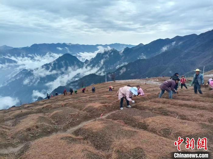 “重慶最綠縣”打造“大巴山藥谷”