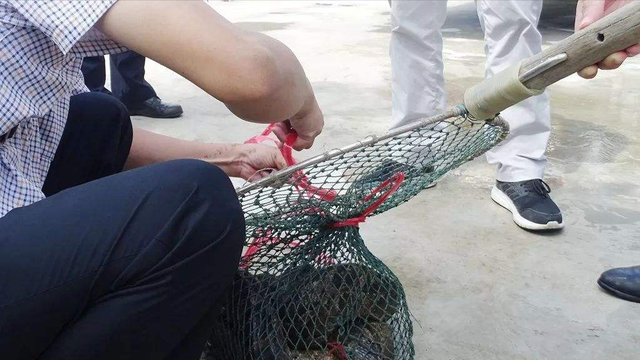 蘇州小伙被神秘毒蛇咬傷，為了救他全城出動，毒蛇到底有多恐怖