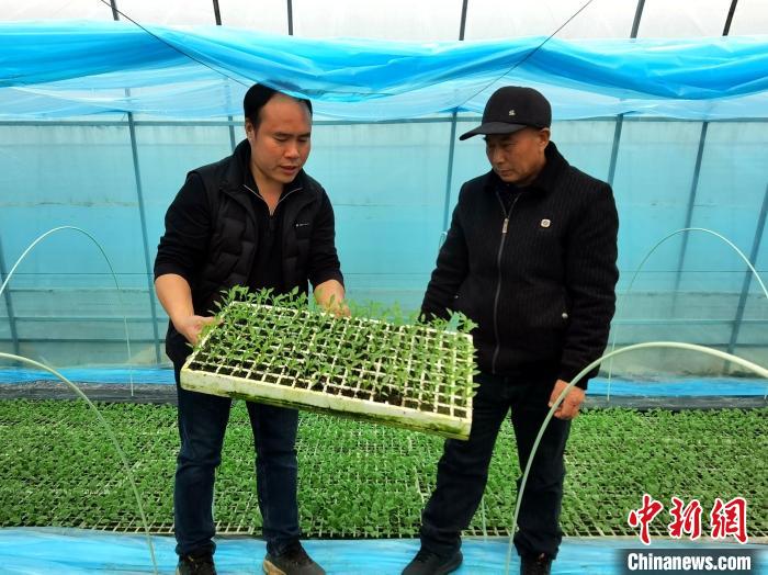 湖南桃江“村集體+能手”抱團(tuán) 菜苗大棚冒出“好苗頭”