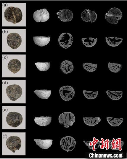 植物考古研究分別揭示廣西福蘭、江西岸遺址史前人類(lèi)生活方式