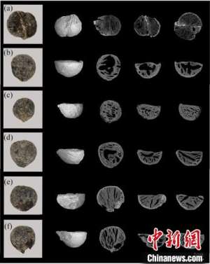 植物考古研究分別揭示廣西福蘭、江西岸遺址史前人類生活方式