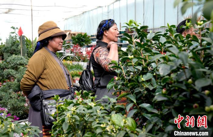 西藏拉薩：藏歷新年臨近 市民花市選年貨