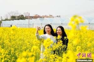 （鄉(xiāng)村行·看振興）江西龍南千畝油菜花盛放 游客共賞春日美景