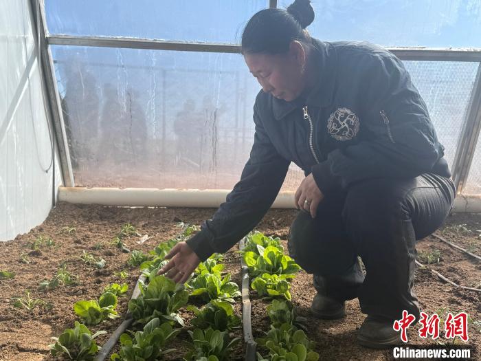內(nèi)蒙古戈壁邊民試點(diǎn)家庭溫室菜棚：餐桌添蔬，大漠增彩